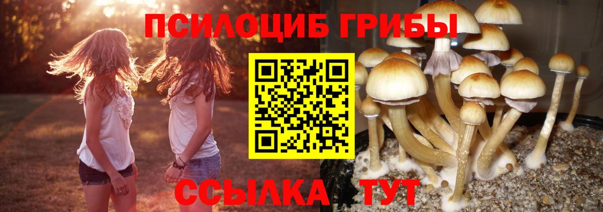 Галлюциногенные грибы мицелий  Вход с VPN  Галлюциногенные грибы GOLDEN TEACHER  Курчалой 